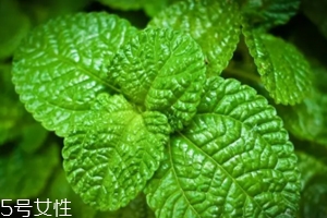 養(yǎng)花有哪些益處？節(jié)約藥費不止一點點