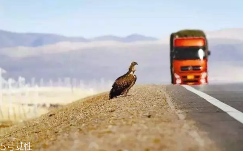 開(kāi)車前為什么要拍拍車蓋？預(yù)防傷害流浪小動(dòng)物