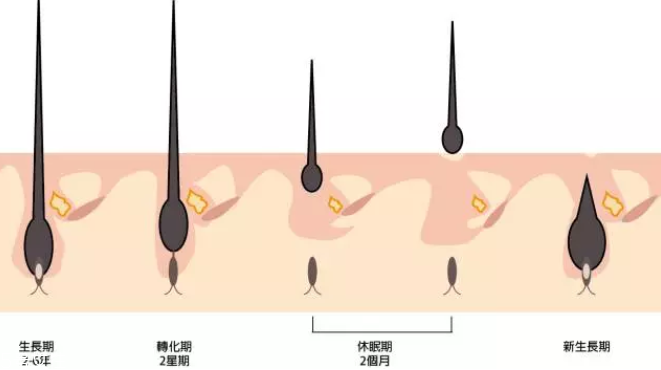 頭發(fā)為什么會掉？毛囊想休息了