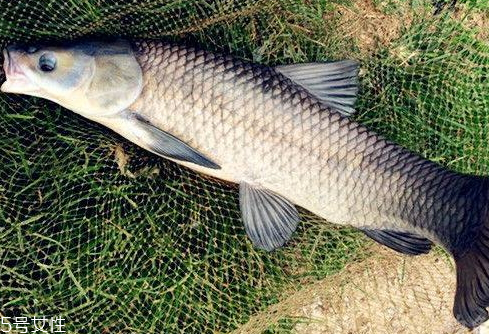 青魚(yú)是淡水魚(yú)還是海魚(yú) 青魚(yú)的介紹