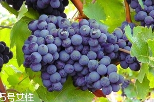 葡萄籽補劑要不要買？不如早睡早起
