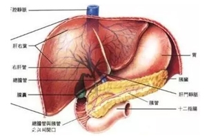 膽囊里的石頭從何而來？膽汁形成膽結(jié)石