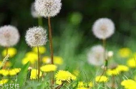 蒲公英用開水泡嗎？煮一煮效果會更好