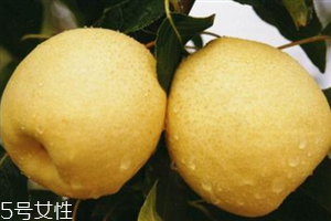 梨子是熱性還是涼性水果？腸胃不好不能吃梨