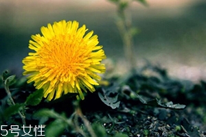 蒲公英茶能減肥嗎？要這樣搭配