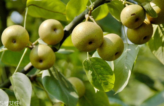 梨子為什么不能分開吃？梨是清火的