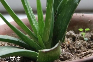 蘆薈膠真的很神奇嗎？只是基礎(chǔ)的補水保濕