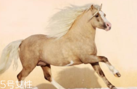 馬油是萬能的嗎？接近人體脂肪也并不萬能