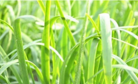 吃韭菜燒心怎么緩解？韭菜吃多了燒心