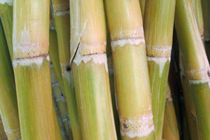 甘蔗吃多了對(duì)牙齒好嗎？有可能損傷牙齒