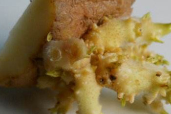 哪些食物發(fā)芽后營養(yǎng)翻倍？這些食物發(fā)芽后千萬別吃