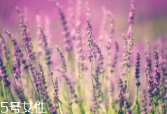薰衣草精油能防曬嗎？能隔離紫外線