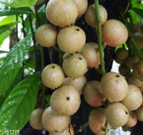 木奶果怎么吃？皮可以吃嗎