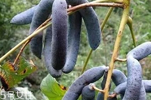 貓屎瓜能吃嗎？其貌不揚(yáng)的水果