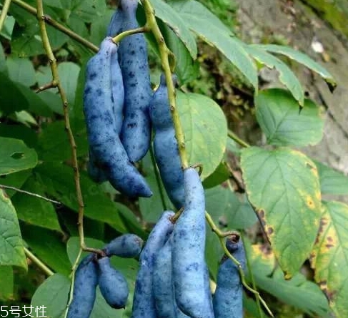 貓屎瓜能吃嗎？其貌不揚(yáng)的水果