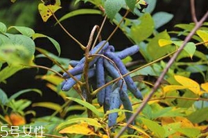 八月炸和貓屎瓜是一種水果嗎？了解它們的區(qū)別