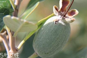費(fèi)約果的營養(yǎng)價(jià)值與功效作用