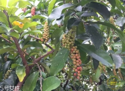 五月茶和五味子的區(qū)別 五月茶果實(shí)可以吃嗎 五月茶和五味子的區(qū)別 五月茶果實(shí)可以吃嗎