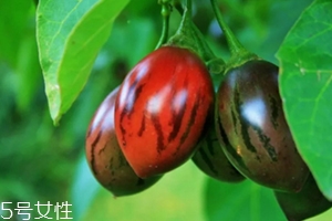 樹番茄外皮可以吃嗎？來看看樹番茄的吃法