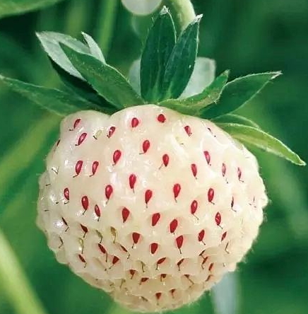 白舅果的功效 白舅果是菠蘿莓嗎？