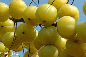 余甘子怎么吃？腌制風(fēng)味最佳