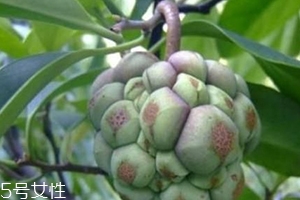 布福娜怎么吃？形狀像惡魔果實(shí)