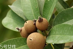 人心果多少錢(qián)一斤？稀有水果價(jià)格高