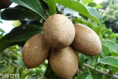 人心果多少錢(qián)一斤？稀有水果價(jià)格高