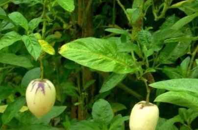 香瓜茄多少錢一斤？香瓜茄種子哪里買