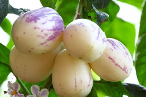 香瓜茄多少錢(qián)一斤？香瓜茄種子哪里買