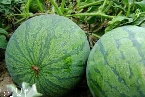 打瓜可以直接吃嗎？打瓜的功效作用