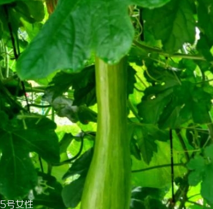 砍瓜怎么做好吃？教你烹飪砍瓜