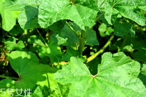 冬寒菜孕婦可以吃嗎？不建議孕婦吃冬寒菜