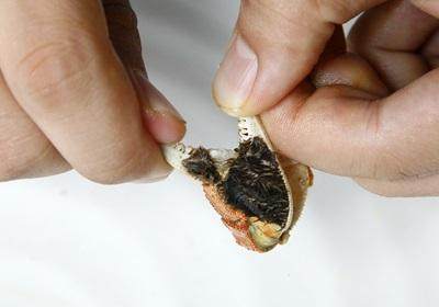 陽(yáng)澄湖大閘蟹怎么吃？食陽(yáng)澄湖大閘蟹注意事項(xiàng)