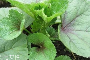 冬寒菜多少錢一斤？