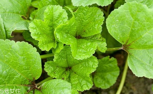 冬寒菜多少錢一斤？