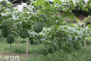 吊瓜怎么吃？吊瓜這樣做最好吃