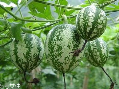 吊瓜怎么吃？吊瓜這樣做最好吃