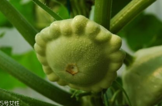 飛碟瓜蓮花果的功效作用 飛碟瓜怎么吃？