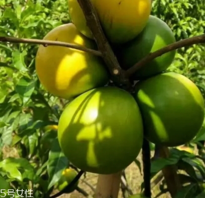 黃晶果多少錢一斤？黃晶果好吃嗎