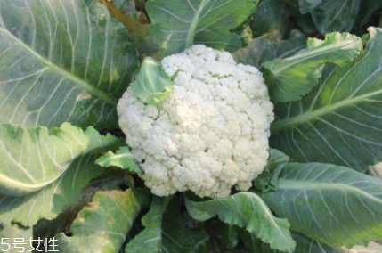 花椰菜吃的是什么部位？花苞部位最營養(yǎng)