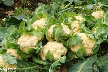 孕婦可以吃花椰菜嗎？促進(jìn)孕婦免疫力