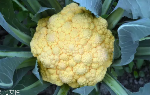 花菜在冰箱能放幾天？不要超過7天
