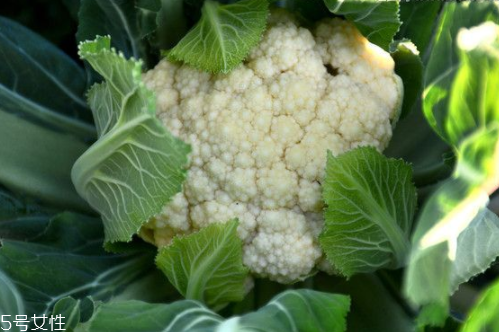花菜怎么洗才干凈？一定要把蟲子洗掉