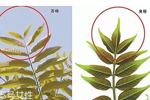 香椿和臭椿有什么區(qū)別？臭椿有毒不能吃