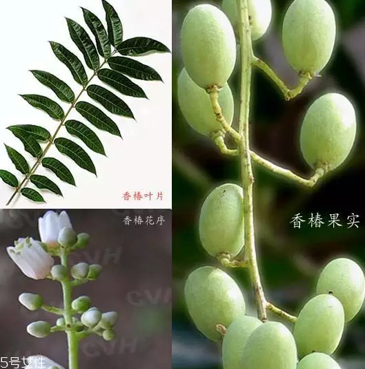 香椿和臭椿有什么區(qū)別？臭椿有毒不能吃