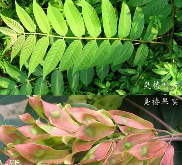 香椿和臭椿有什么區(qū)別？臭椿有毒不能吃