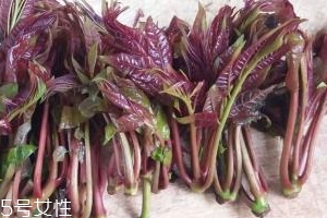 香椿種子多少錢一斤？30～40元左右