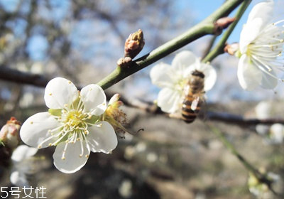 青梅怎么挑選與保存 青梅怎么挑選與保存