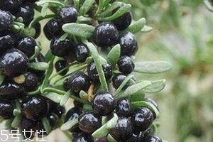 黑枸杞會過期嗎？這類都有保質(zhì)期